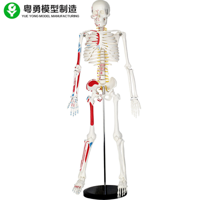 Vida plástica - faça sob medida o modelo de esqueleto humano com músculos 85cm 2,0 quilogramas de peso