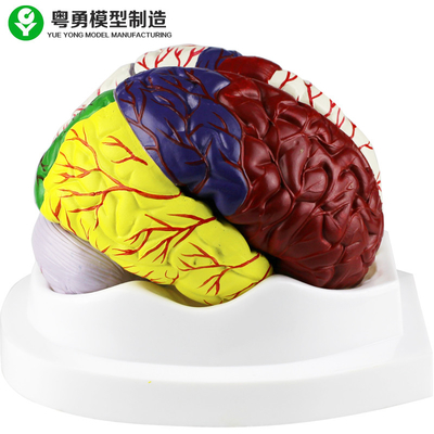 O modelo da anatomia do cérebro humano/cérebro plástico educacional modela o material do PVC