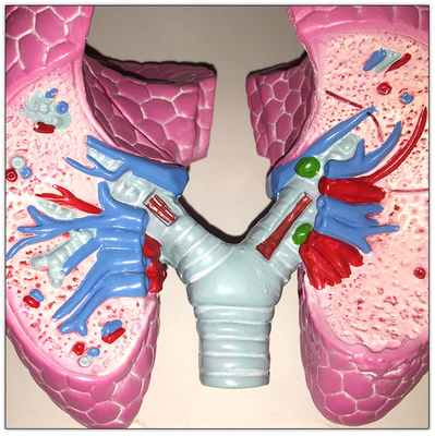 Modelo plástico 19x13x17cm de aprendizagem visceral dos órgãos do corpo humano do pulmão de COPD