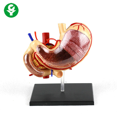 0,5 quilogramas de apoio gástrica da escola modelo dos órgãos do corpo humano da anatomia do PVC removível