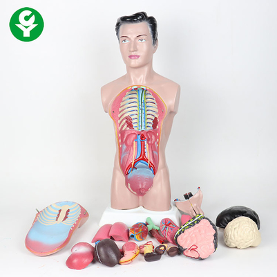 modelo alto do torso do corpo humano de 44cm/modelo masculino anatomia da anatomia 3,0 quilogramas