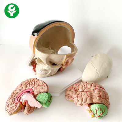 Pacote anatômico da artéria craniana estrutural 20X18X18 Cm do modelo da anatomia do cérebro