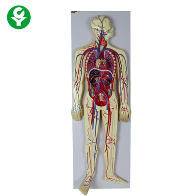 Modelo humano do sistema circulatório/ensino escola modelo da circulação sanguínea