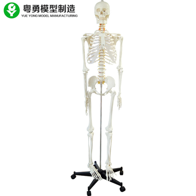 Modelo de esqueleto inteiro do corpo humano/sem redução de esqueleto anatômico dos espécimes