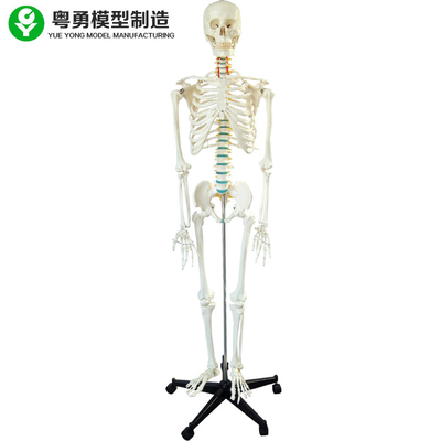 Dentes removíveis Dissectible do pé 3 do braço do suporte do ferro da cartilagem modelo masculina de esqueleto da cor do osso