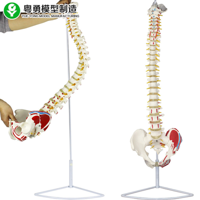 Cabeça médica do fêmur do ponto do músculo da pelve do modelo da coluna espinal anatômica