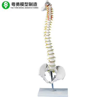 Simulador de esqueleto modelo das vértebras lombares com ensino médico do suporte do metal