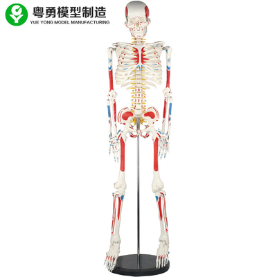 O modelo de esqueleto adulto do corpo humano/anatomia humana do músculo e do esqueleto modelam