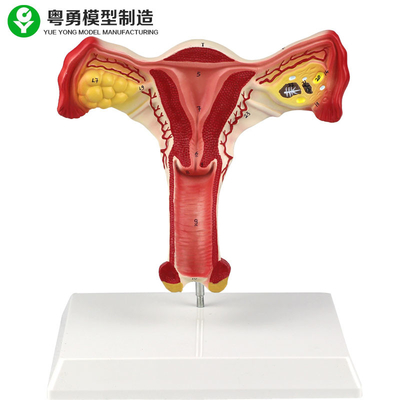 Estudantes Vaginal modelo anatômicos fêmeas do ovário humano do útero que aprendem