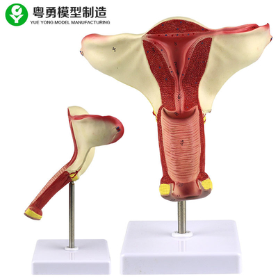 Modelo humano da anatomia do útero/exposição de ensino modelo da demonstração do ovário útero da vagina