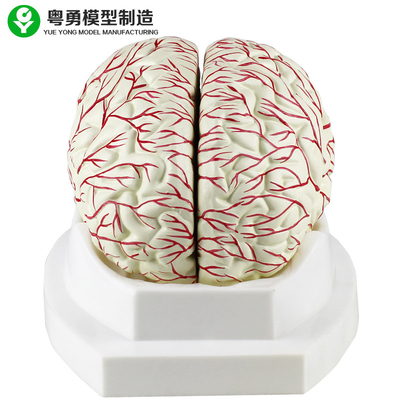 A exposição médica da artéria cerebral do modelo do cérebro humano pode ser dividida em 8 porções