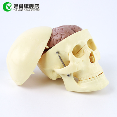 Modelo médio do crânio da anatomia/crânio plástico humano com o cérebro anatômico