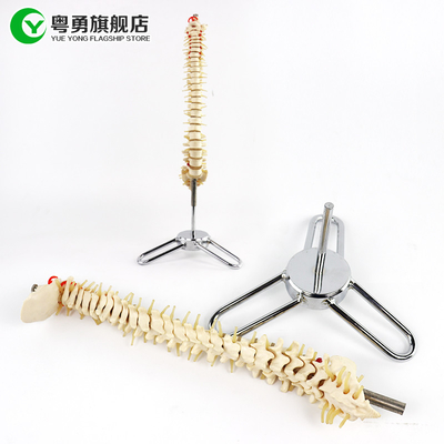 Tamanho de esqueleto do modelo da espinha de tamanho médio/do modelo 10X38X10CM anatomia da espinha