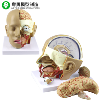 Modelo plástico da anatomia da cabeça humana do modelo do crânio da anatomia/PVC com cérebro