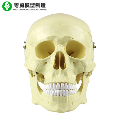 Elevada precisão principal do tamanho do pacote do plástico 20X14X20 Cm do modelo do crânio da anatomia única