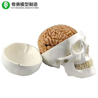 Vida - réplica humana do crânio do tamanho que inclui 8 porções do cérebro destacável do ensino médico