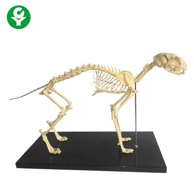 A anatomia animal do osso natural esqueletal modela/modelo anatômica do esqueleto do gato
