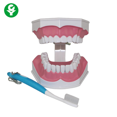 Modelo humano dos dentes para a demonstração da educação da escovadela de dente dos estudantes dentais