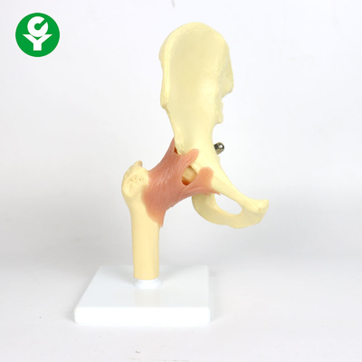 O modelo plástico da articulação da bacia da anatomia para ensinar 0,6 quilogramas escolhe o peso de efetivação