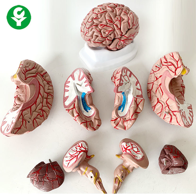 8 do cérebro da anatomia do modelo da ciência médica porções de vida humana do assunto - faça sob medida 1,5 quilogramas
