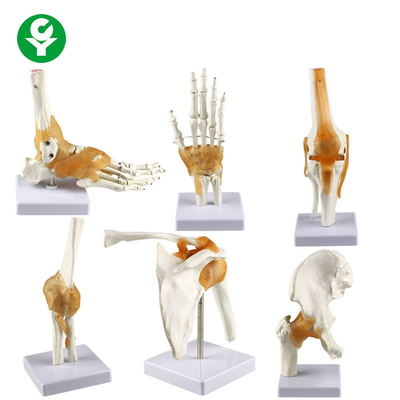 Osso anca humano sem redução do modelo da junção da mão do modelo das junções/do pé do joelho cotovelo do ombro