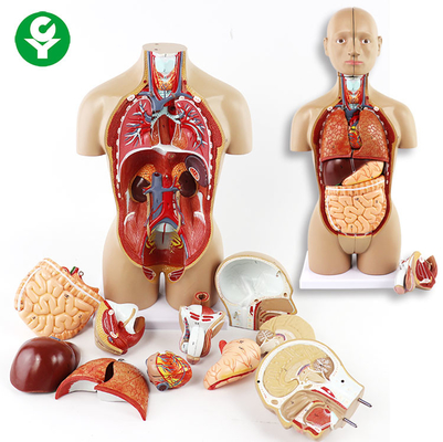 Unsex o torso que os órgãos modelo incluem o estômago principal do coração dos pulmões do cérebro do tronco