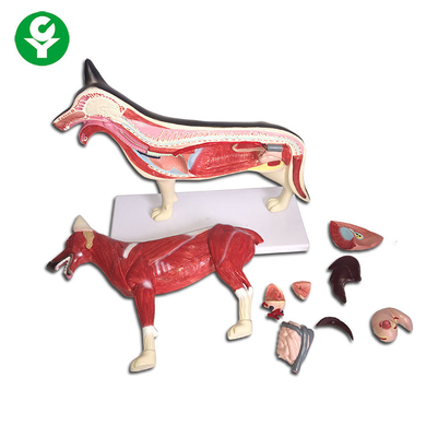A figura anatomia animal do cão modela o fígado do coração do pulmão do corpo inteiro disponível