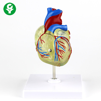 Plástico transparente do modelo médico adulto humano do coração para a demonstração