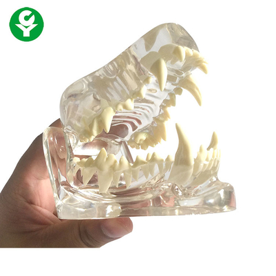 Dentes transparentes/dentais do osso da maxila do crânio do cão da anatomia de cão modelam o material do PVC