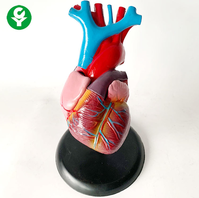 Modelo/coração dos órgãos do corpo humano da anatomia que treina o modelo de sistema do órgão visceral