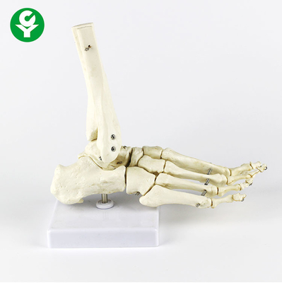 Da cor branca Metacarpal humana do modelo das junções do pé direito multi funcional
